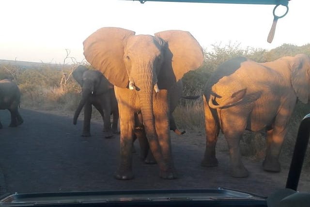 elephants seen on game drive